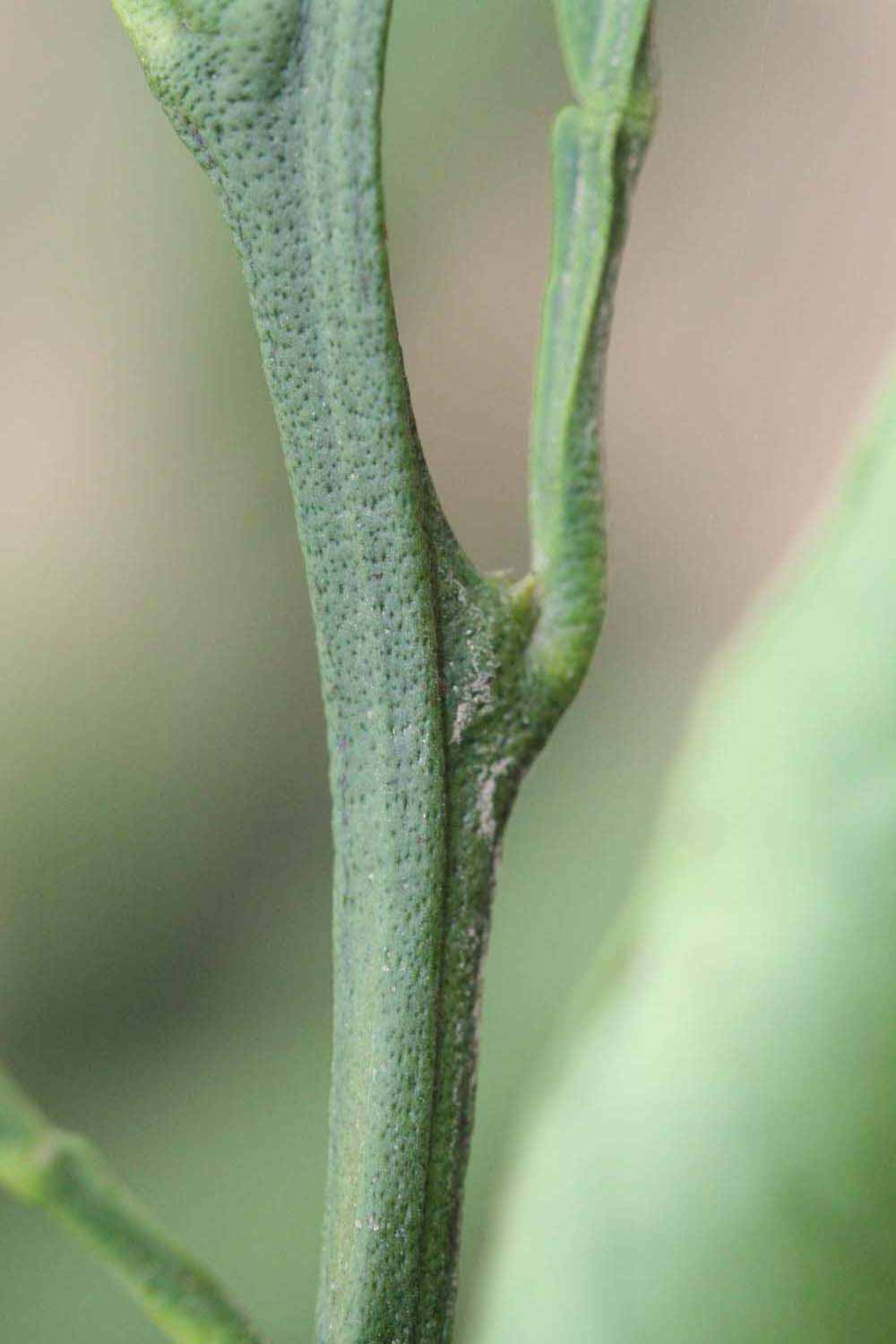            First year twig (Riverside, CA)   